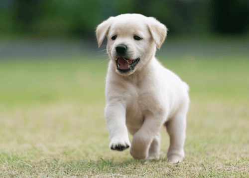 Best Puppy Shop in Delhi - Petlovish