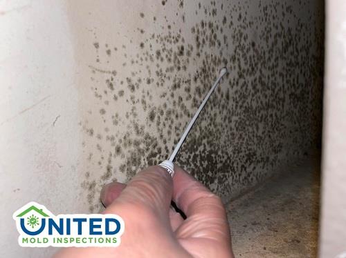 united mold inspections