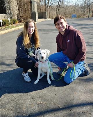 kurtz k-9's dog training