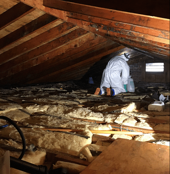 absolute mold remediation ltd.