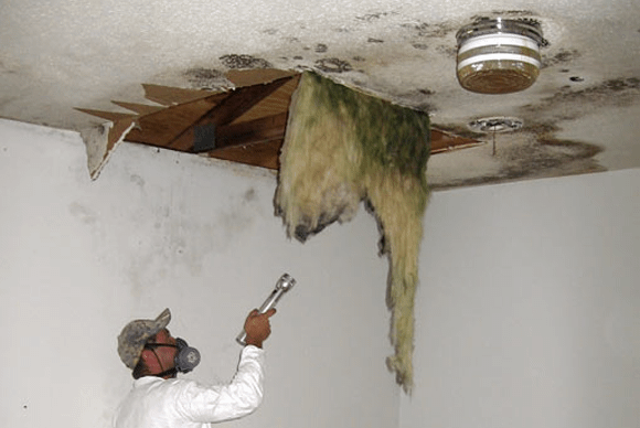 absolute mold remediation ltd.