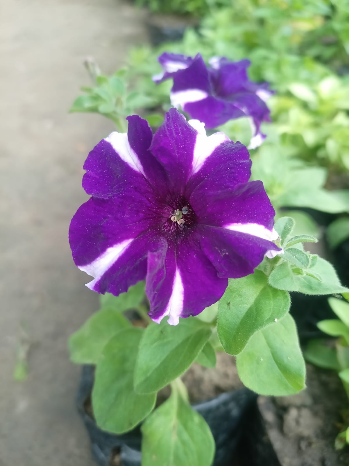 plant8 | flowers in kanpur