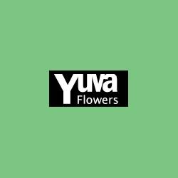 yuvaflowers |  in delhi